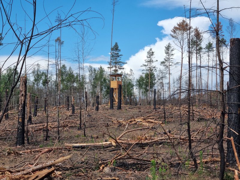 Fläche mit und ohne Totholz nach Waldbrand bei Beelitz