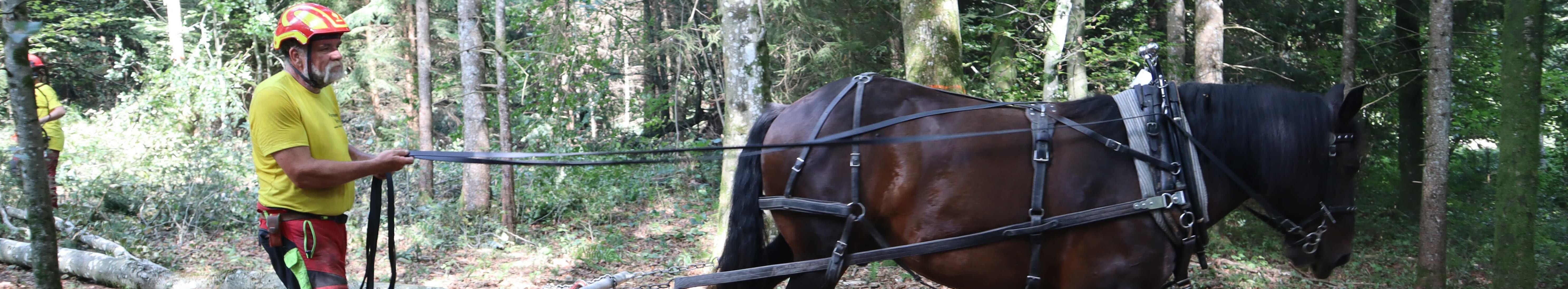 Rückepferd bei der "Waldarbeit"