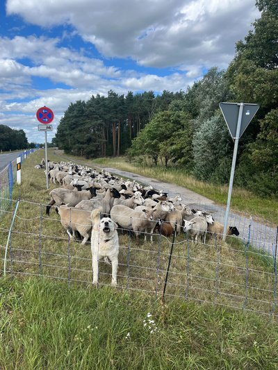 Herdenschutzhunde verbellen potentielle Bedrohungen