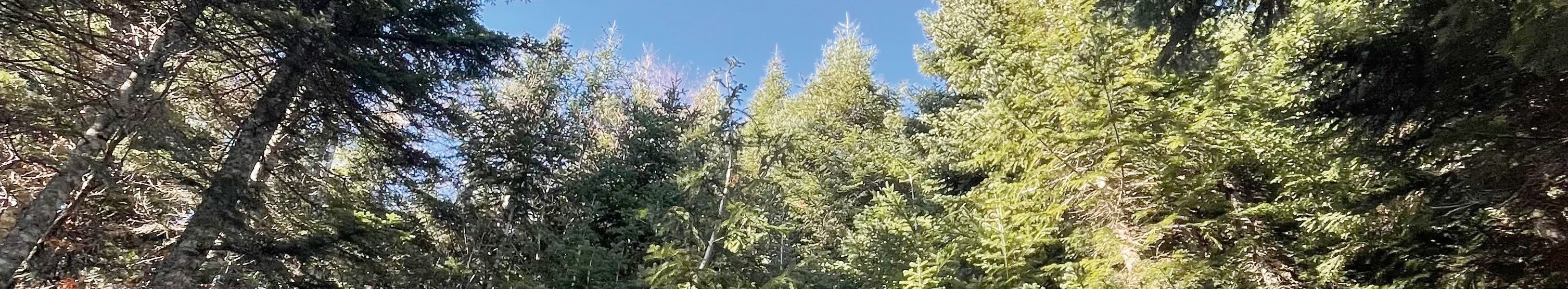 WEißtannen aus der Froschperspektive