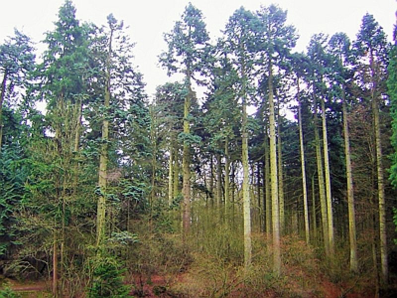 Kurzportrait Pazifische Edeltanne (Abies procera Rehd.)