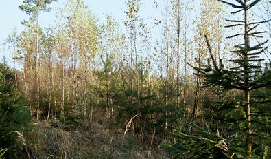 Birkenvorwald aus Naturverjüngung nach Windwurf.