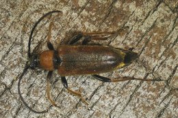 brauner länglicher Käfer
