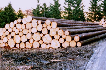 So lagern Sie Rundholz richtig! - waldwissen.net