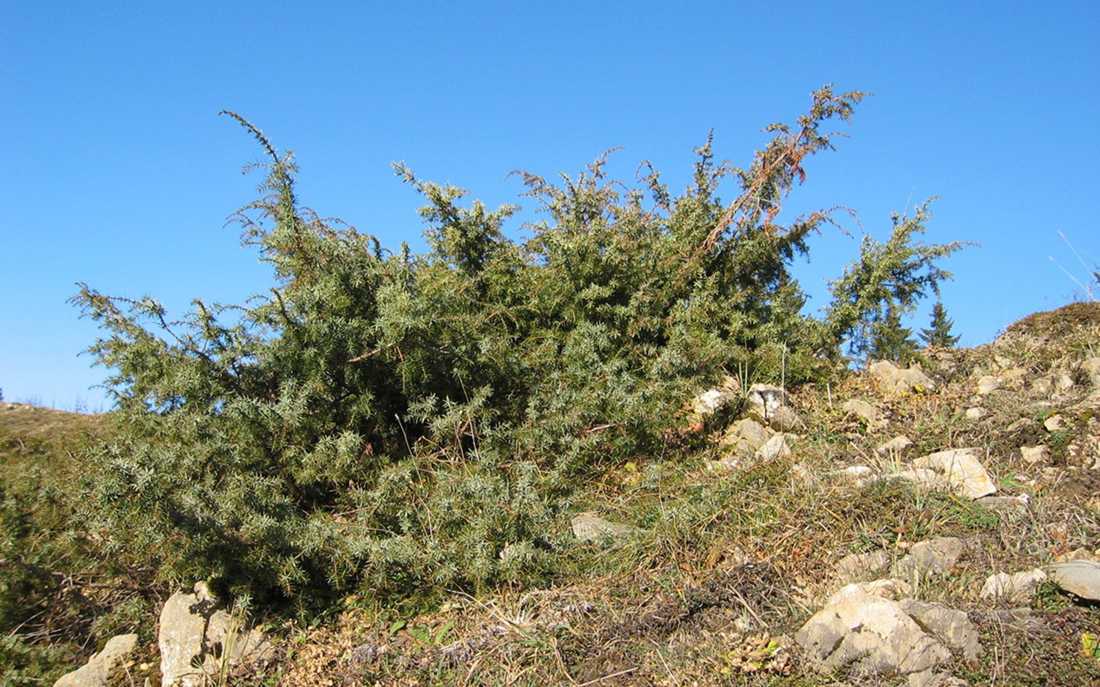 Le Gen vrier Commun Juniperus Communis 