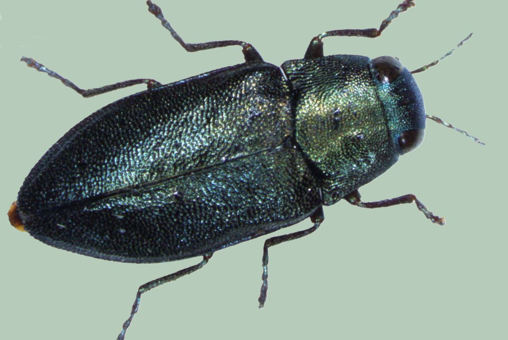 Blauer Kiefernprachtkäfer