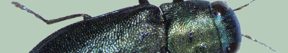 Blauer Kiefernprachtkäfer