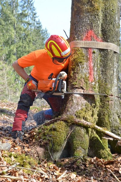 Person sägt einen Baum mit Motorsäge