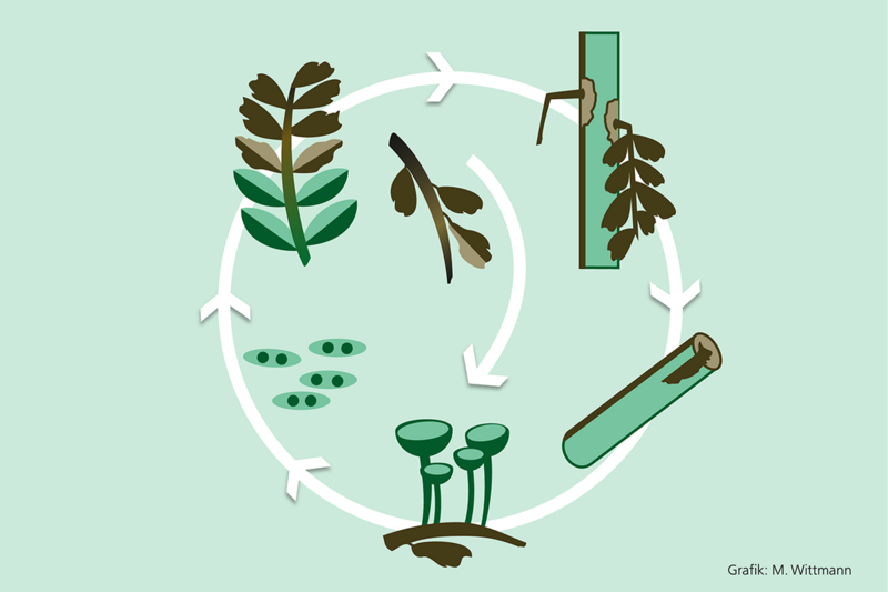 Piktogramm des Infektionszyklusses des Eschentriebsterbens
