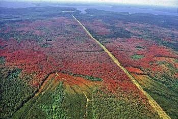 Entwicklung von Befall durch Southern pine beetle ohne Einwirkung von Bekämpfungsmaßnahmen 1992/93  im Gebiet Indian Mounds Wilderness