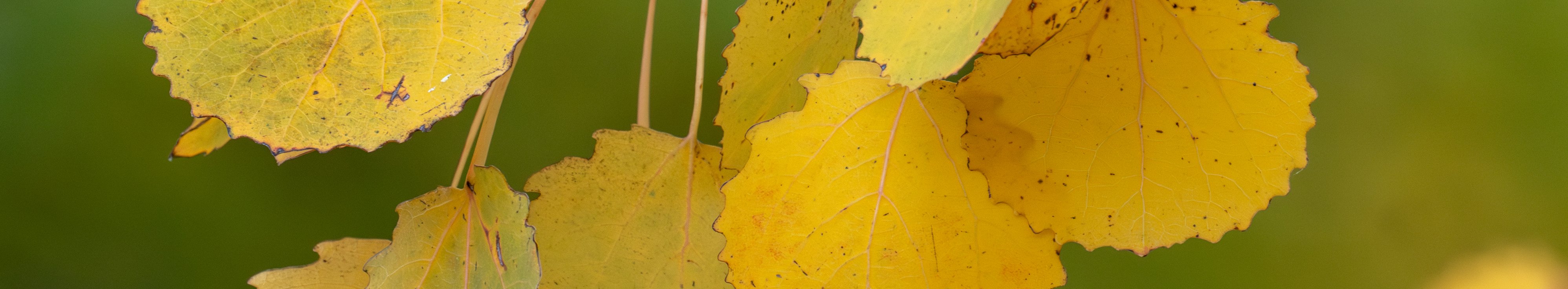 rautenförmige gelbliche Blätter