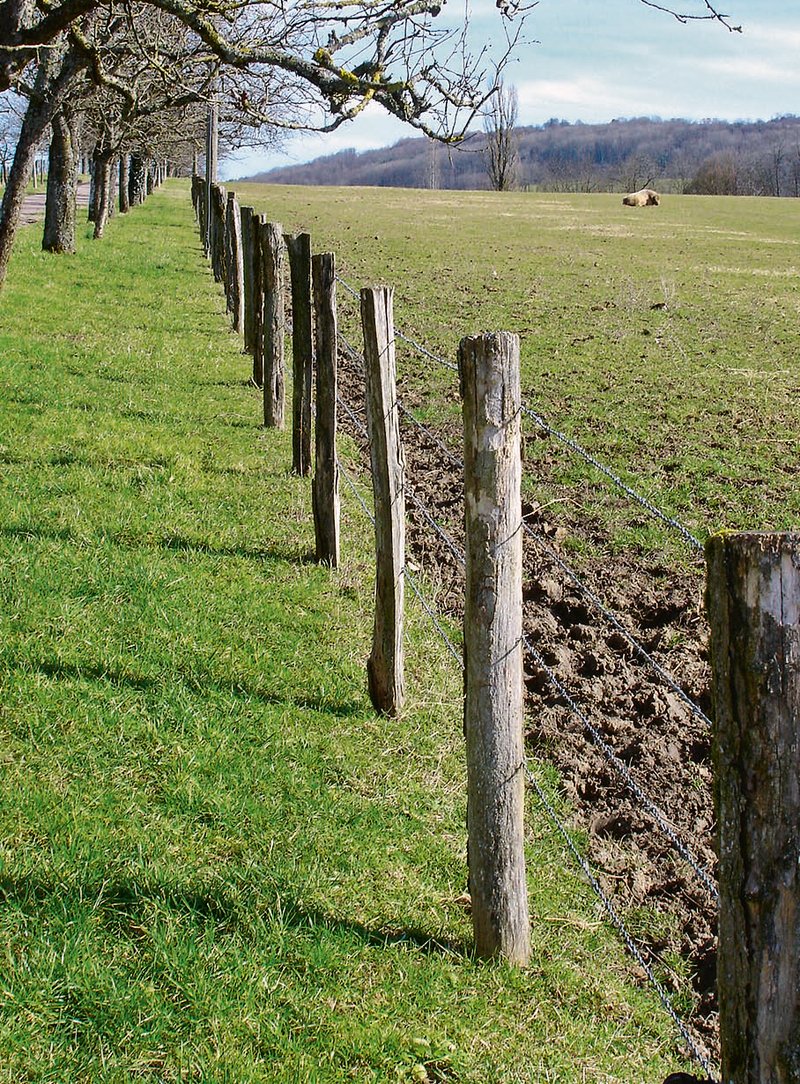 Pfähle