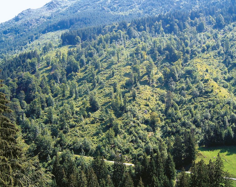 Versuchsfläche Schwanden 14 Jahre nach dem Sturm