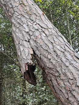 Ecorce décollée formant un abri (ouvert vers le bas)