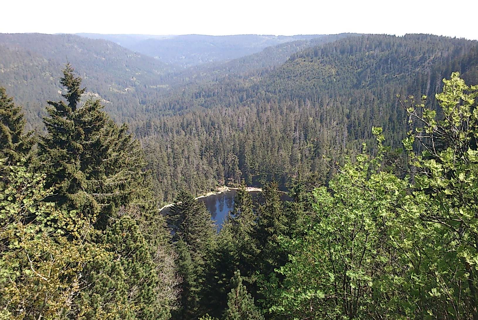 Die sogenannten „Urwaldtannen“ im Waldmeer des Wilden Sees wurden vor rund 220 Jahren angepflanzt.