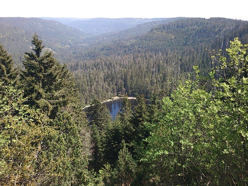 Die sogenannten „Urwaldtannen“ im Waldmeer des Wilden Sees wurden vor rund 220 Jahren angepflanzt.