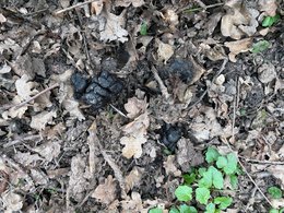 Wildschweinkot