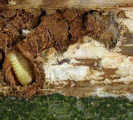 Die Befallsstellen (Mycelfächer von C. parasitica rechts im Bild) werden oft von Käferlarven (links im Bild) besiedelt.