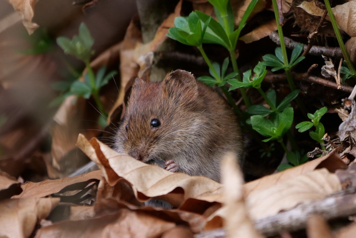 Kleine, rötlich-braune Maus sitzt auf einem Waldboden aus abgefallenen Blättern.