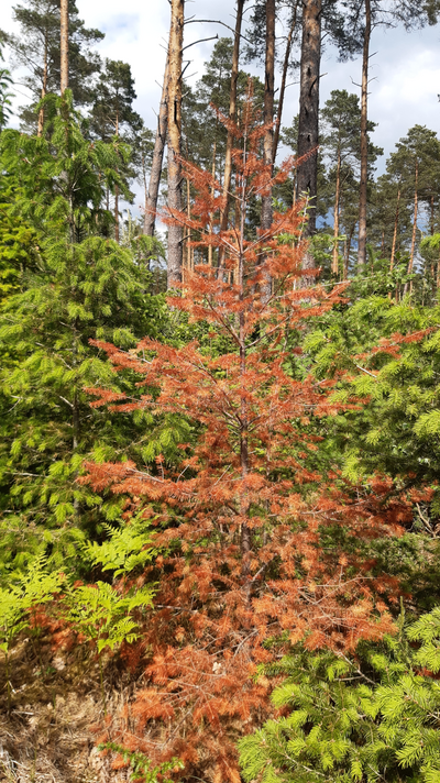 Abgestorbene Douglasie nach Wurzelschwamm-Infektion