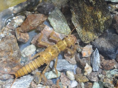 Steinfliege im Wasser