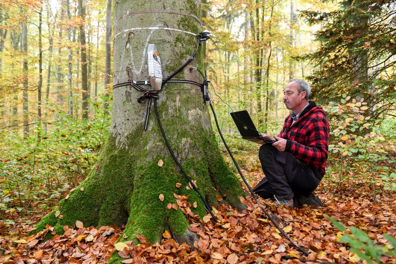 Mann mit Laptop bei der Arbeit an einer mit Messgeräten und Sensoren ausgestatteten Buche in einem Wald. An Stamm und Boden sind verschiedene Messkabel und technische Vorrichtungen angebracht.
