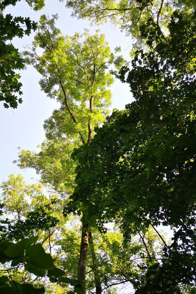 Aus Froschperspektive sieht man die Krone der gering geschädigten Esche