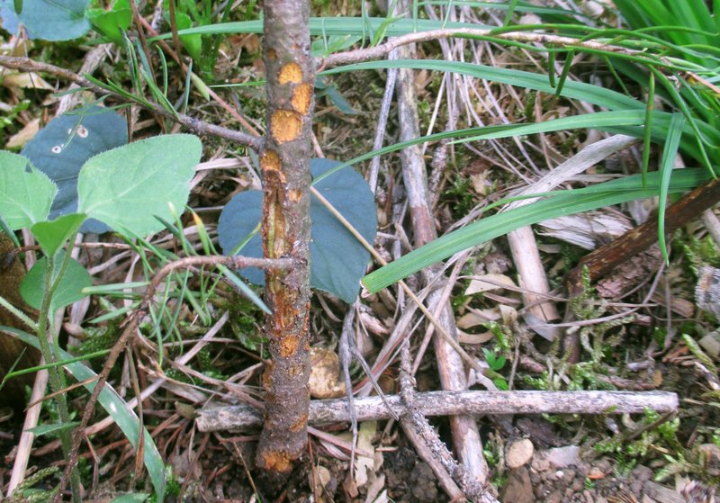 The typical round feeding marks of the large brown weevil can be seen on a small fir tree trunk.