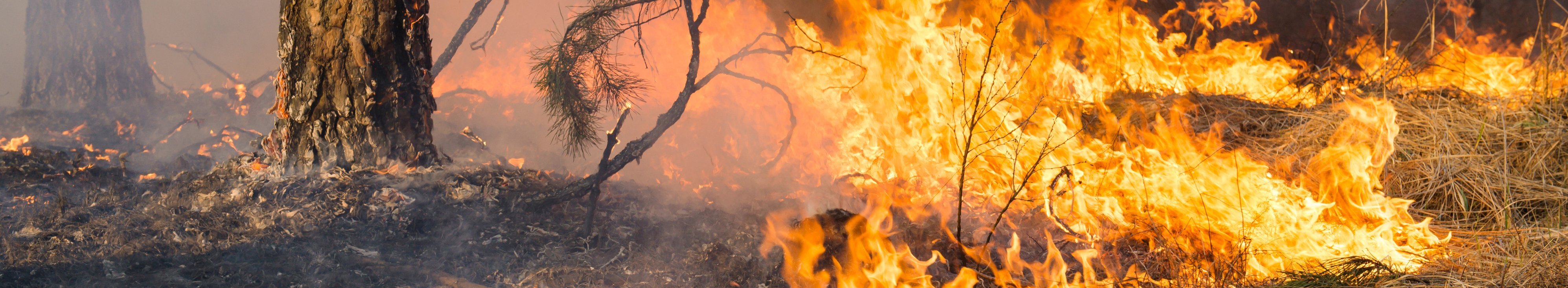 Flammen eines Bodenfeuers im Wald