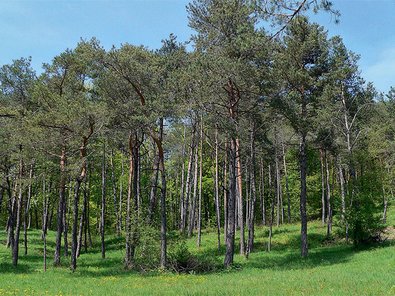 light pine forests of the Jura