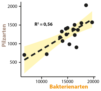 Grafik Zusammenhang zwischen der Anzahl von Pilz- und Bakterienarten