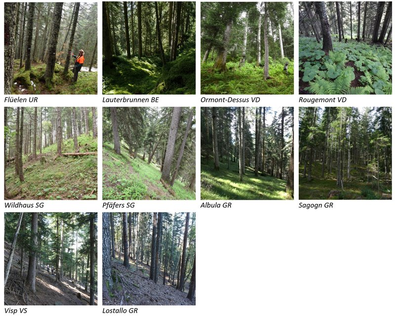 Fotografische Eindrücke der Gebirgsnadelwälder auf den zehn Versuchsflächen