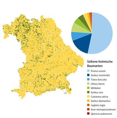 Bayernkarte mit Baumartenverteilung