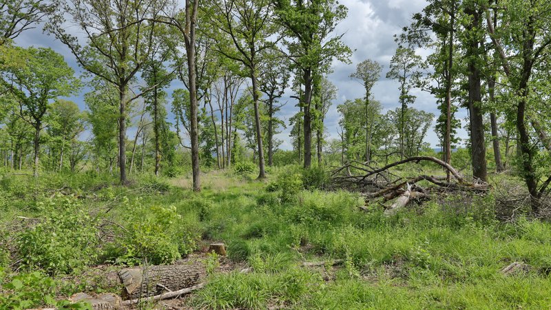 lichter Laubwald