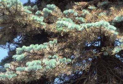 Befall an Blaufichte (Picea pungens)