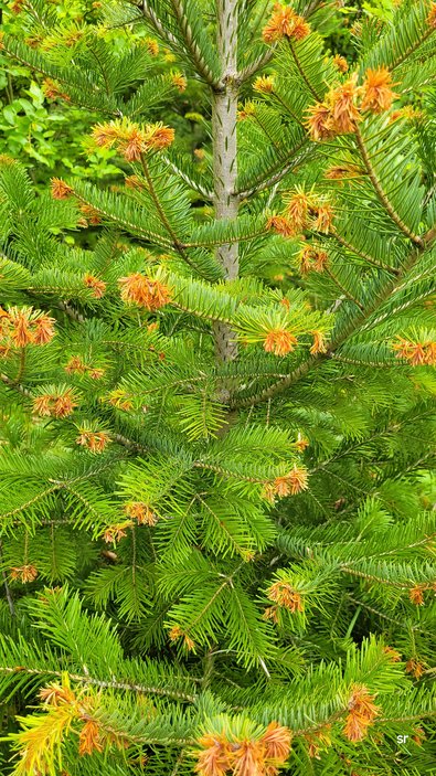 Versuchsfläche Östringen: 13 jährige Bestandesherkunft Moinesti mit Frostschaden