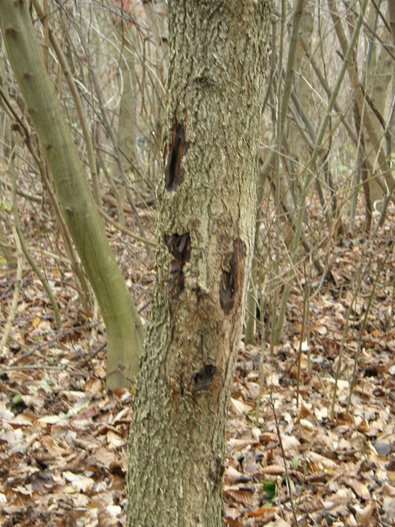 Baumhasel