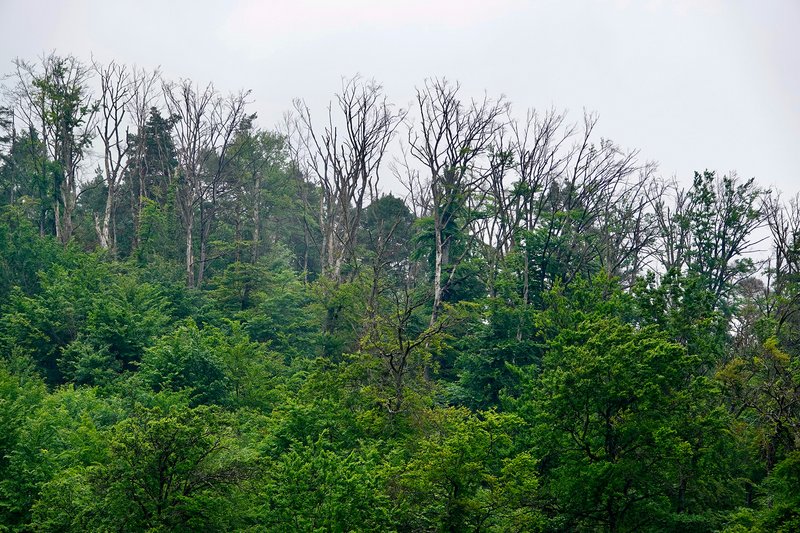 des dégâts forestiers visibles dus à la chaleur, à la sécheresse et au changement climatique.