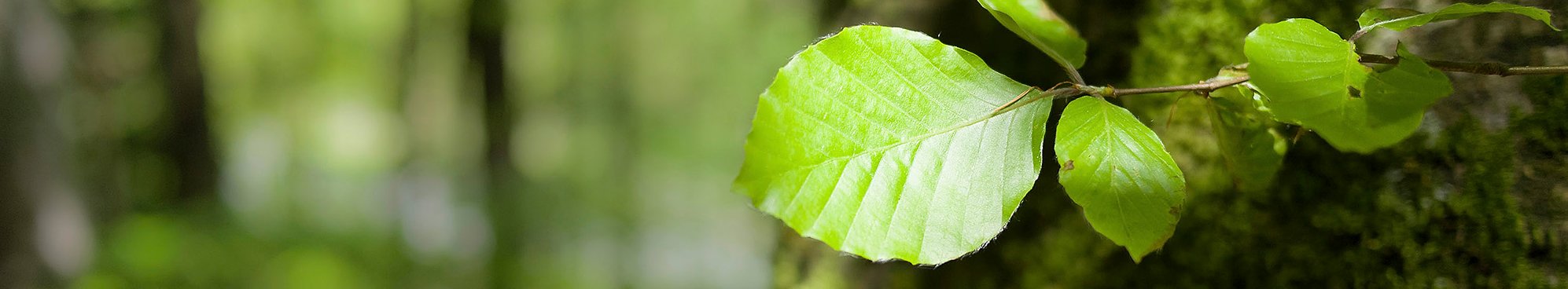 Jeune pousse feuillue d'un hêtre (Fagus silvatica)