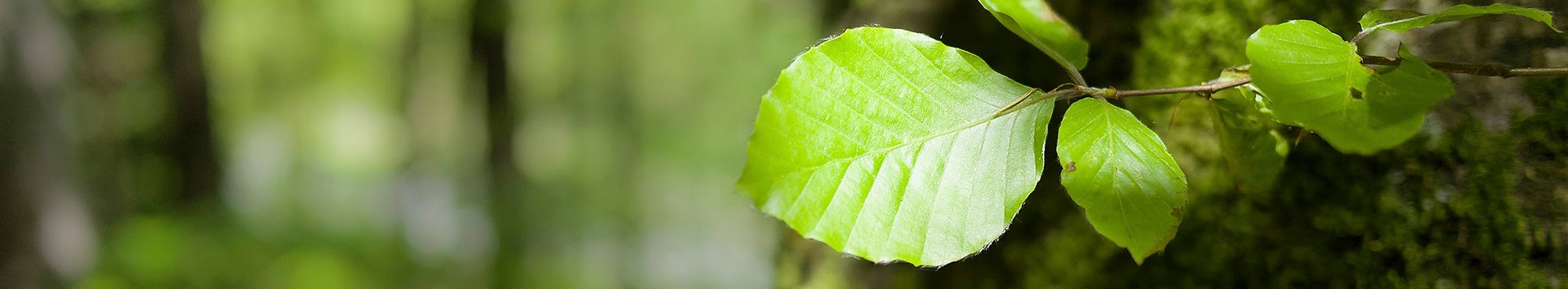Giovani germogli di faggio (Fagus silvatica)