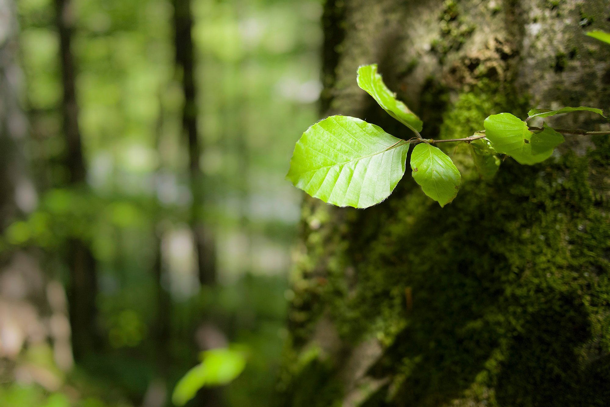 Blatttrieb der Buche