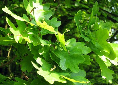 oak leafs