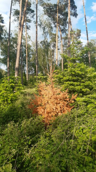 Verfärbte Douglasie