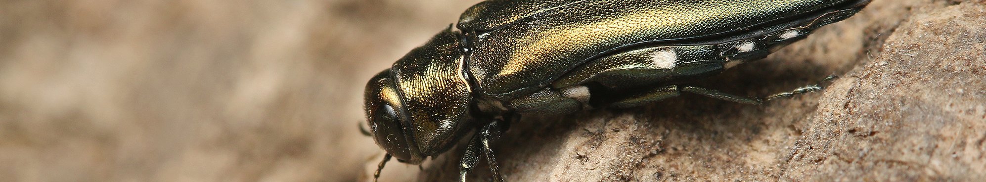 Der Zweipunktige Eichenprachtkäfer (Agrilus biguttatus) ist an den beiden auffälligen weißen Punkten auf den Flügeldecken zu erkennen. (Foto: Jiri Prochazka – stock.adobe.com)