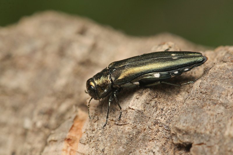 Der Zweipunktige Eichenprachtkäfer (Agrilus biguttatus) ist an den beiden auffälligen weißen Punkten auf den Flügeldecken zu erkennen.