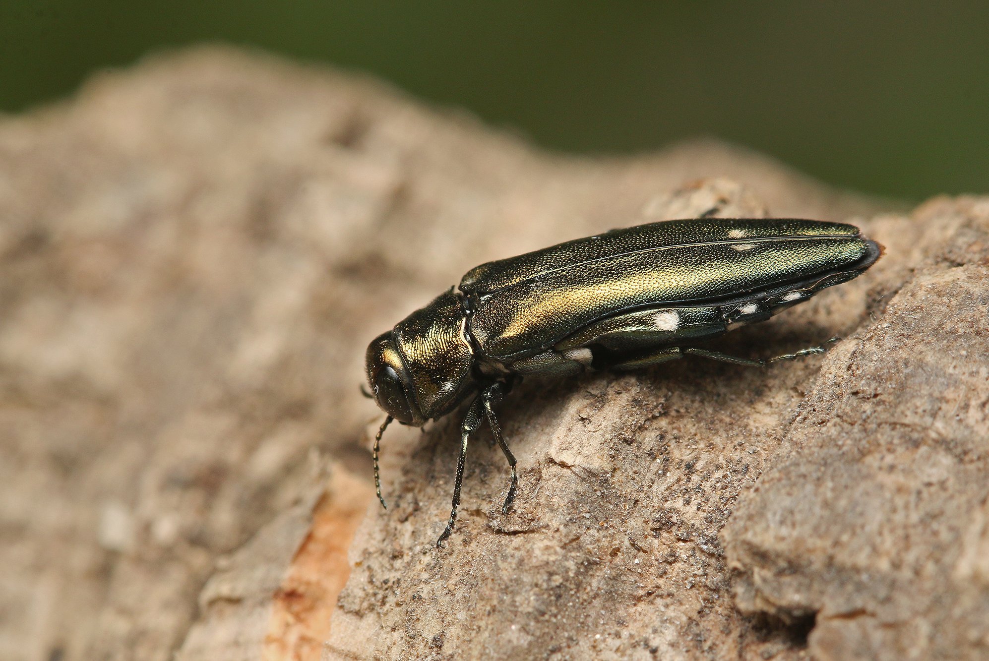 Der Zweipunktige Eichenprachtkäfer (Agrilus biguttatus) ist an den beiden auffälligen weißen Punkten auf den Flügeldecken zu erkennen. (Foto: Jiri Prochazka – stock.adobe.com)