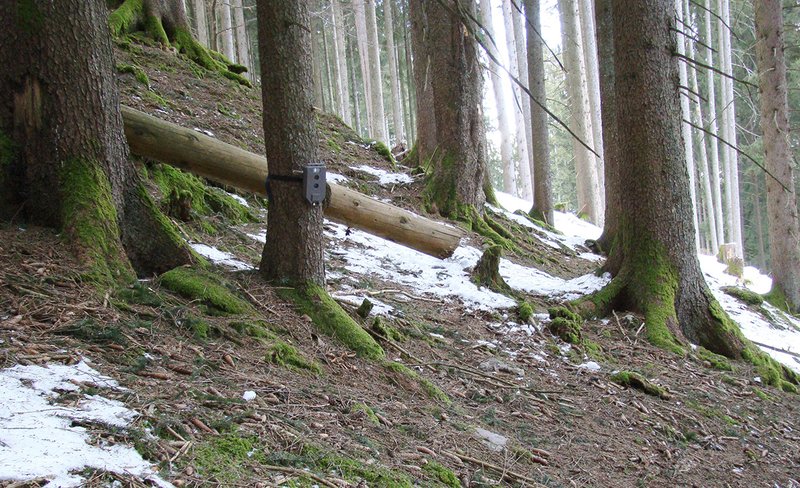 una trappola fotografica nella foresta