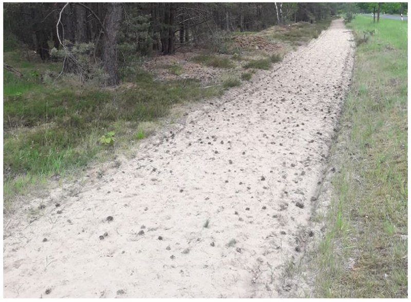 Wundstreifen Waldbrandschutz Brandenburg