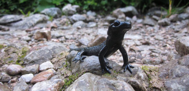 schwarzer Salamander