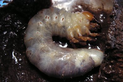 weiße Larve